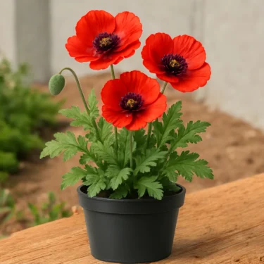POPPY  POPPY