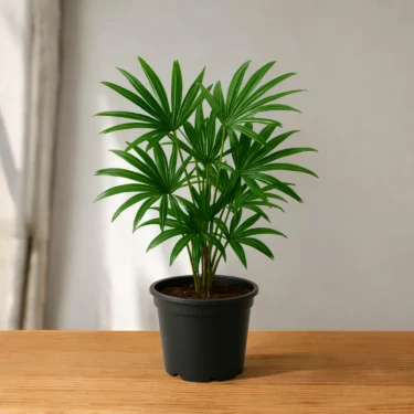 RABIES PALM RABIES PALM