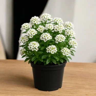 RANGOON CREEPER  MADHU MALTI