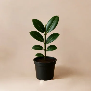 RUBBER PLANT  RUBBER PLANT