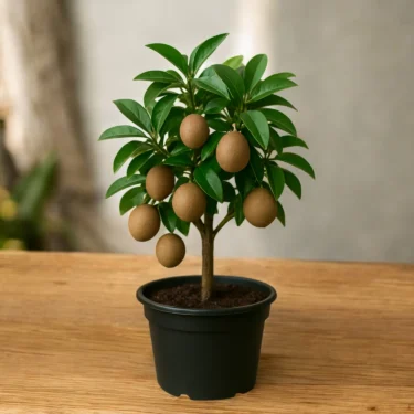 SAPODILLA CHIKU