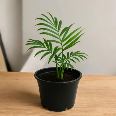 SAPOTIA PALM SAPOTIA PALM