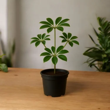 SCHEFFLERA  SCHEFFLERA