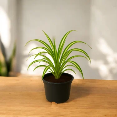 SPIDER PLANT  SPIDER PLANT