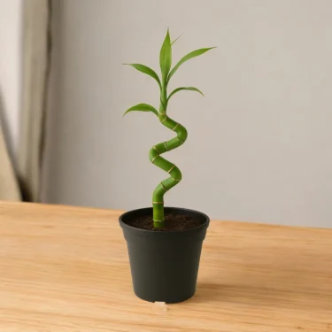 SPIRAL BAMBOO SPIRAL BAMBOO