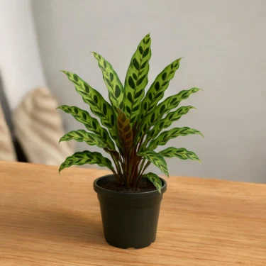 TIGER PLANT TIGER PLANT