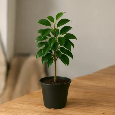 VANGINA FICUS
