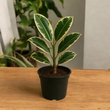 VARIEGATA FICUS