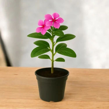 VINCA   SADABAHAR