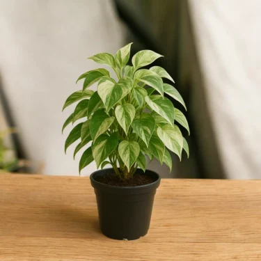 WHITE POTHOS  WHITE POTHOS