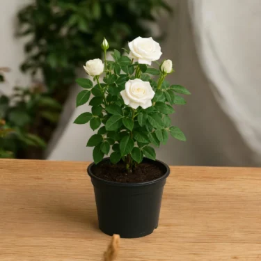 WHITE ROSE  SAFED GULAB