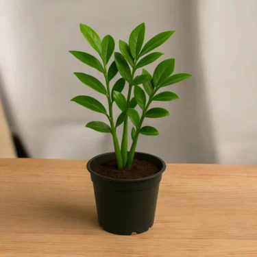 ZAMIOCULCAS ZAMIIFOLIA  ZZ PLANT