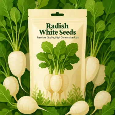 RADISH WHITE MOOLEE