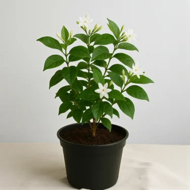 JASMINUM AURICULATUM JUHI