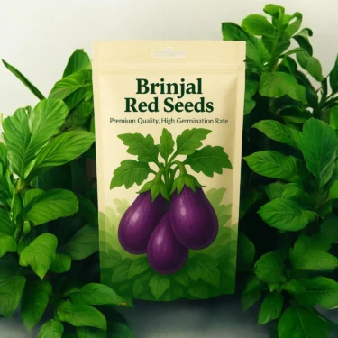 BRINJAL RED LAAL BAINGAN